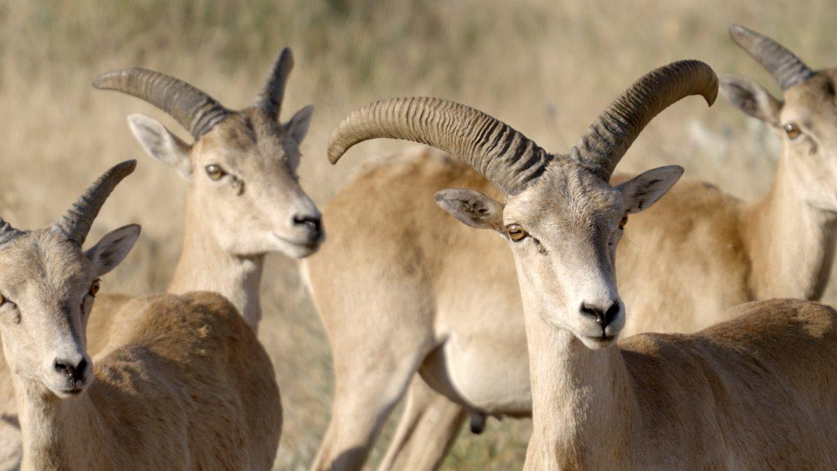 Kuruyan Düden Gölü'nün can damarları göründü