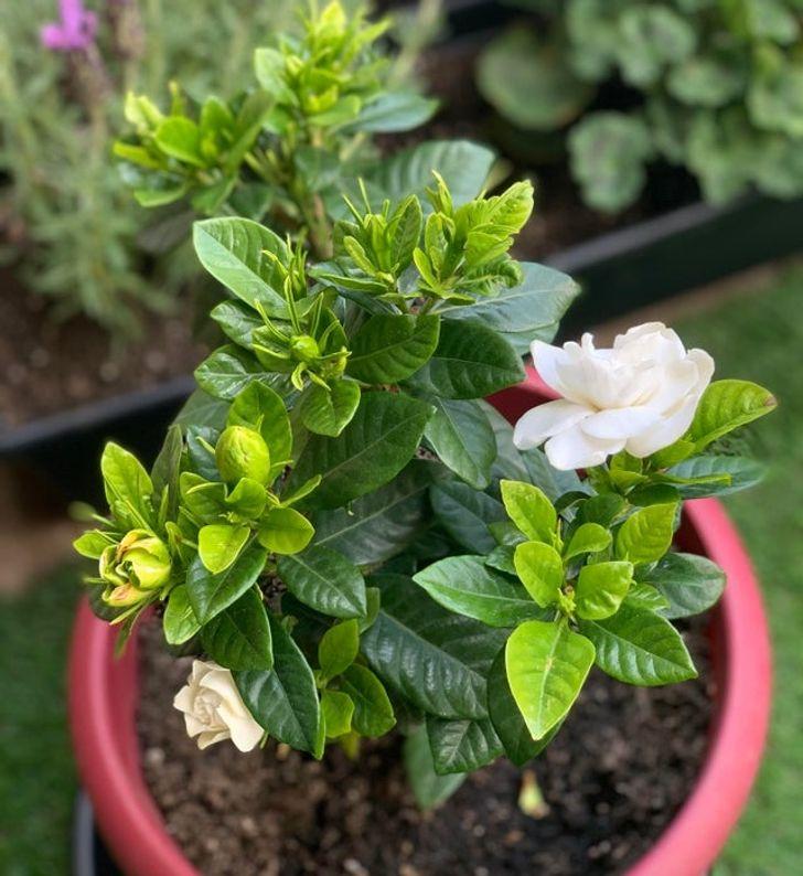 Uyku kalitenizi artırmaya yardımcı 10 ev bitkisi