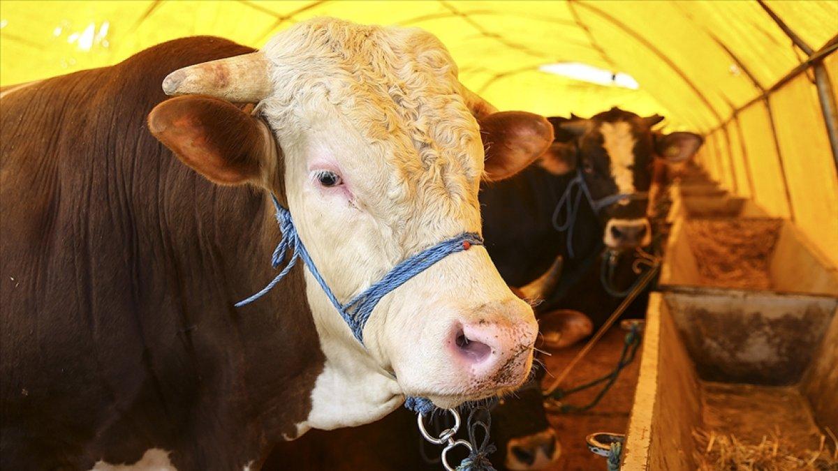 Kurban etinin kesiminde ve saklanmasında dikkat edilmesi gerekenler