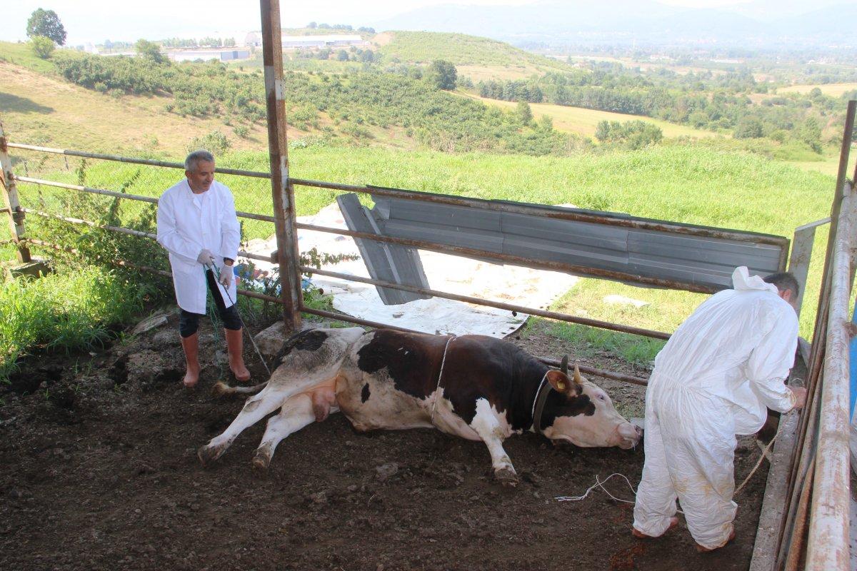Düzce'de bir veteriner 1 tonluk huysuz boğayı tek başına yatırdı