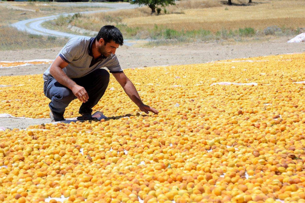 Mevsimlik tarım işçileri bayramı kayısı tarlalarında geçiriyor