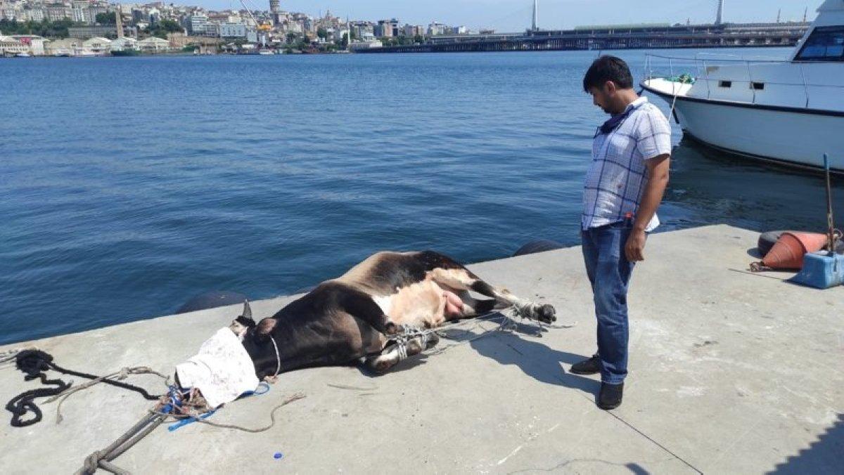 Kasımpaşa'dan denize atlayan kurbanlık dana Balat'a kadar yüzdü