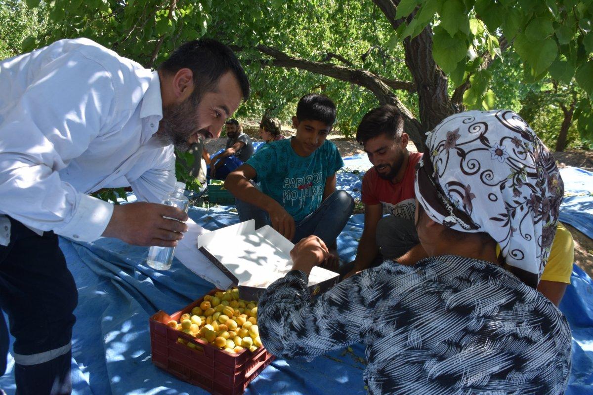 Mevsimlik tarım işçileri bayramı kayısı tarlalarında geçiriyor