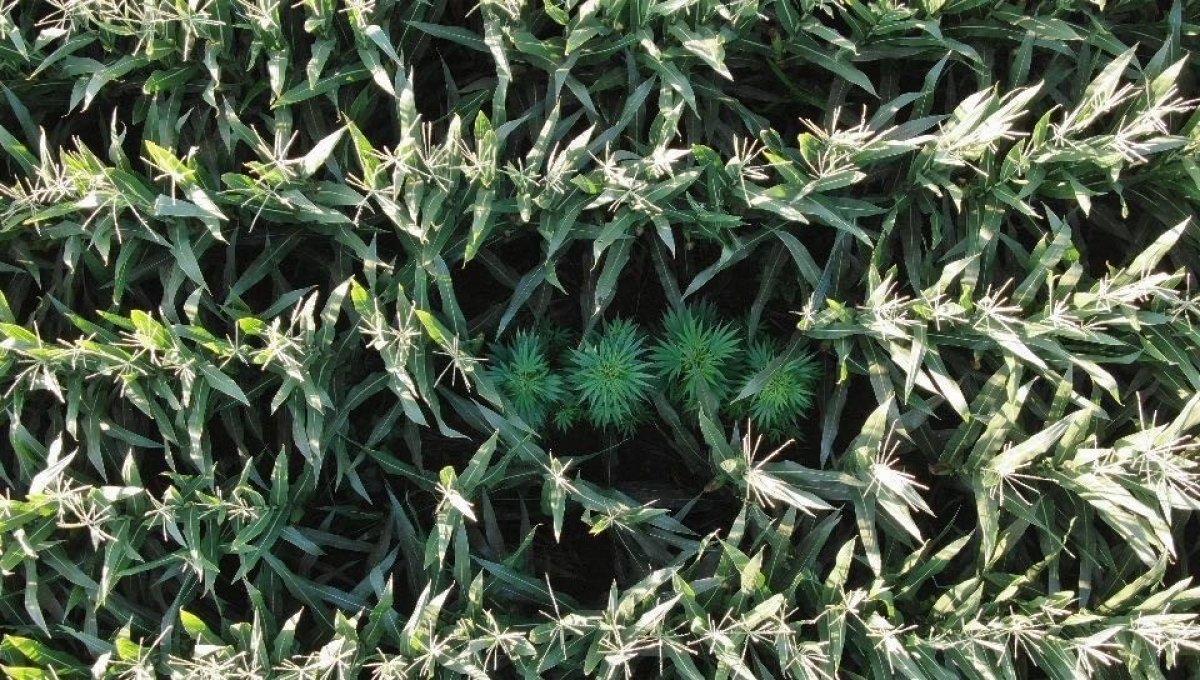 Manisa'da 50 kök kenevir ele geçirildi