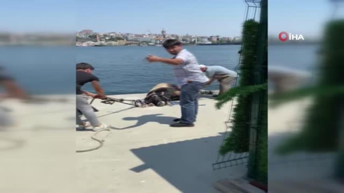 Kasımpaşa'dan denize atlayan kurbanlık dana Balat'a kadar yüzdü