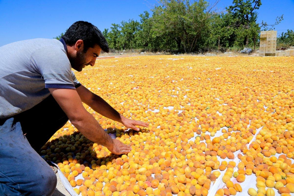 Mevsimlik tarım işçileri bayramı kayısı tarlalarında geçiriyor