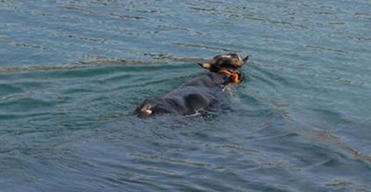 Kasımpaşa'dan denize atlayan kurbanlık dana Balat'a kadar yüzdü