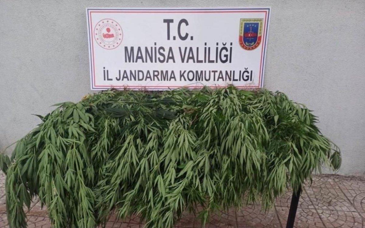 Manisa'da 50 kök kenevir ele geçirildi