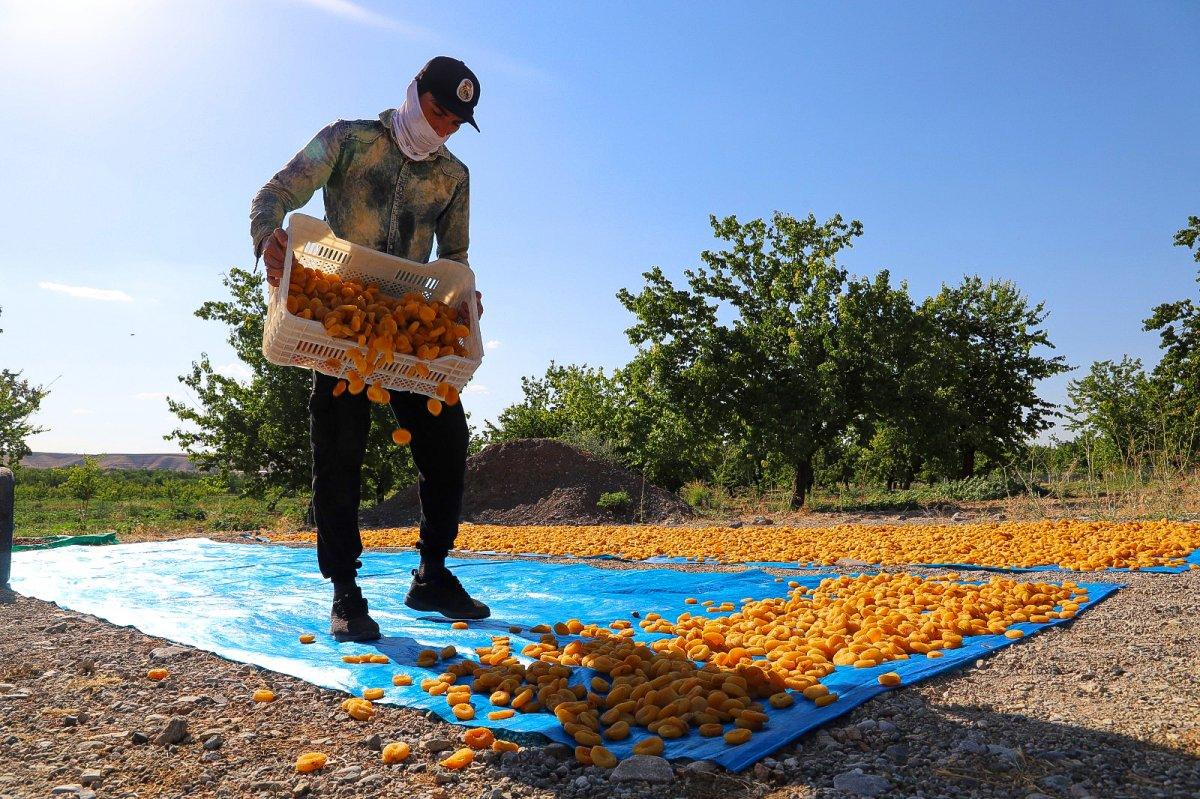 Mevsimlik tarım işçileri bayramı kayısı tarlalarında geçiriyor