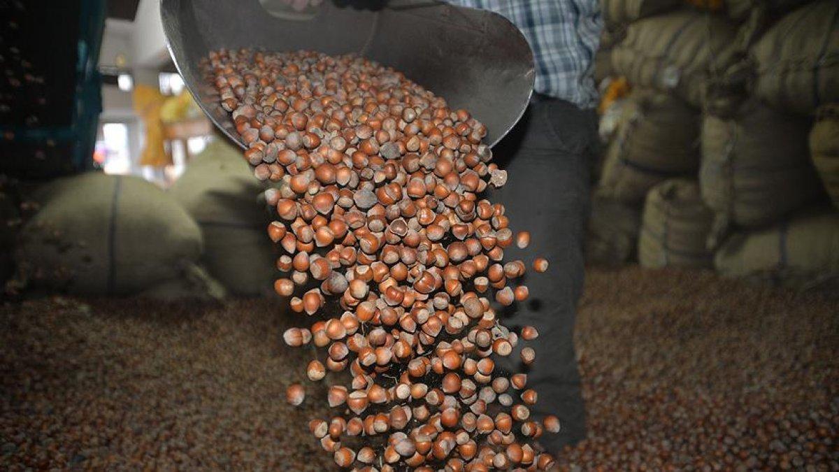 Fındıkta üreticinin taban fiyat beklentisi en az 30 lira