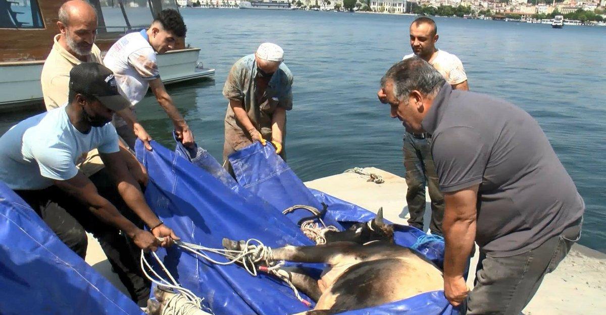 Kasımpaşa'dan denize atlayan kurbanlık dana Balat'a kadar yüzdü