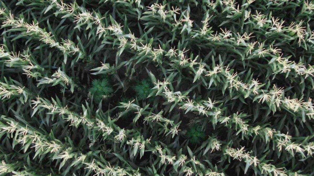 Manisa'da 50 kök kenevir ele geçirildi