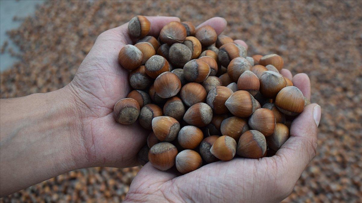 Fındıkta üreticinin taban fiyat beklentisi en az 30 lira