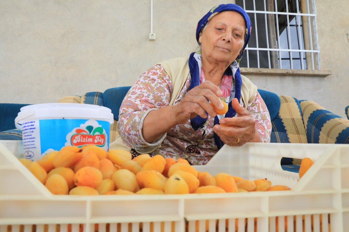 Mevsimlik tarım işçileri bayramı kayısı tarlalarında geçiriyor