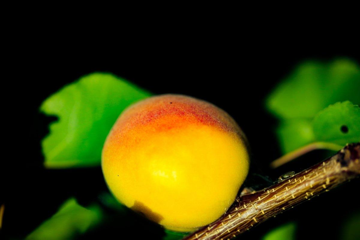 Mevsimlik tarım işçileri bayramı kayısı tarlalarında geçiriyor