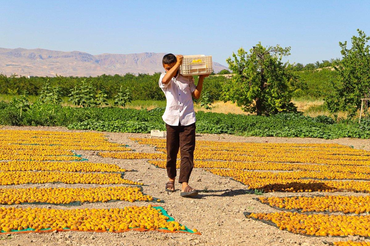 Mevsimlik tarım işçileri bayramı kayısı tarlalarında geçiriyor