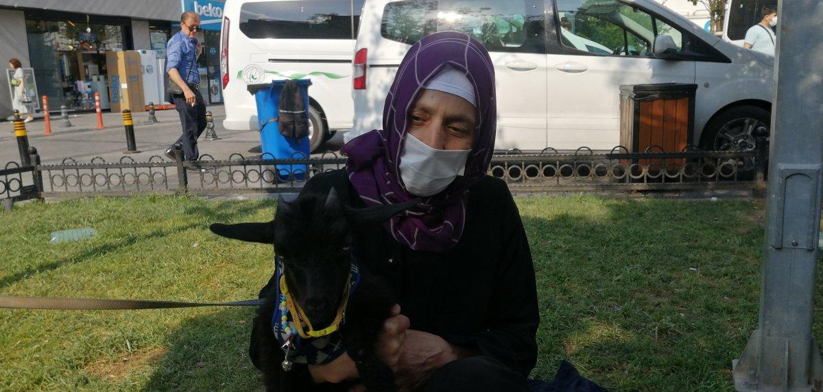 İstanbul'da sahiplendiği cüce keçiye bebek bezi giydirip gezdiriyor