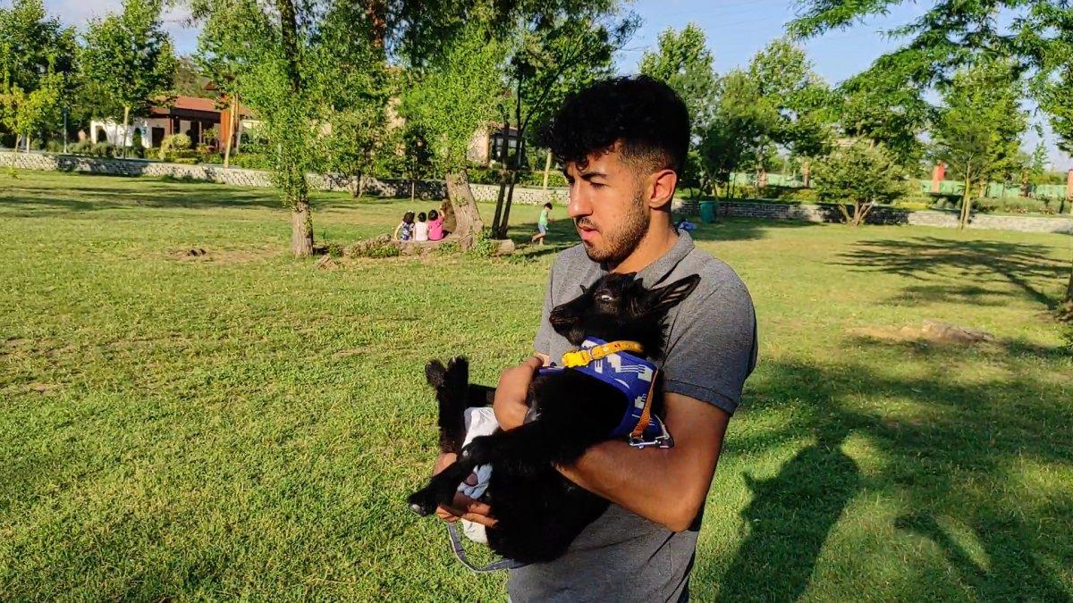 İstanbul'da sahiplendiği cüce keçiye bebek bezi giydirip gezdiriyor