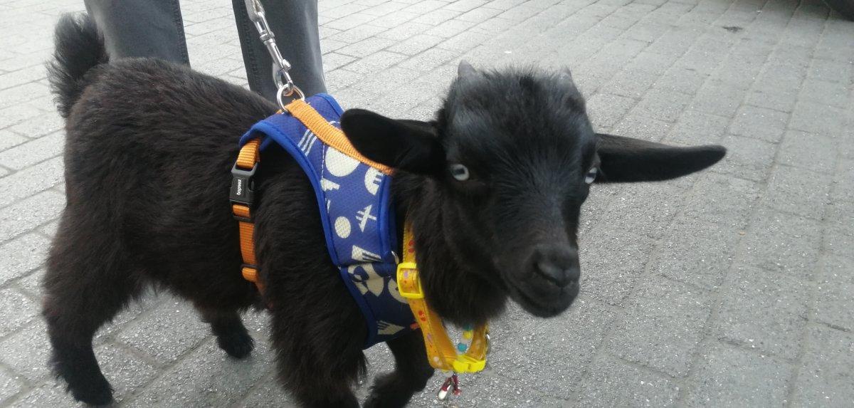 İstanbul'da sahiplendiği cüce keçiye bebek bezi giydirip gezdiriyor