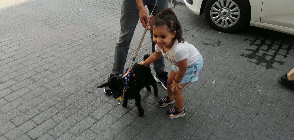 İstanbul'da sahiplendiği cüce keçiye bebek bezi giydirip gezdiriyor