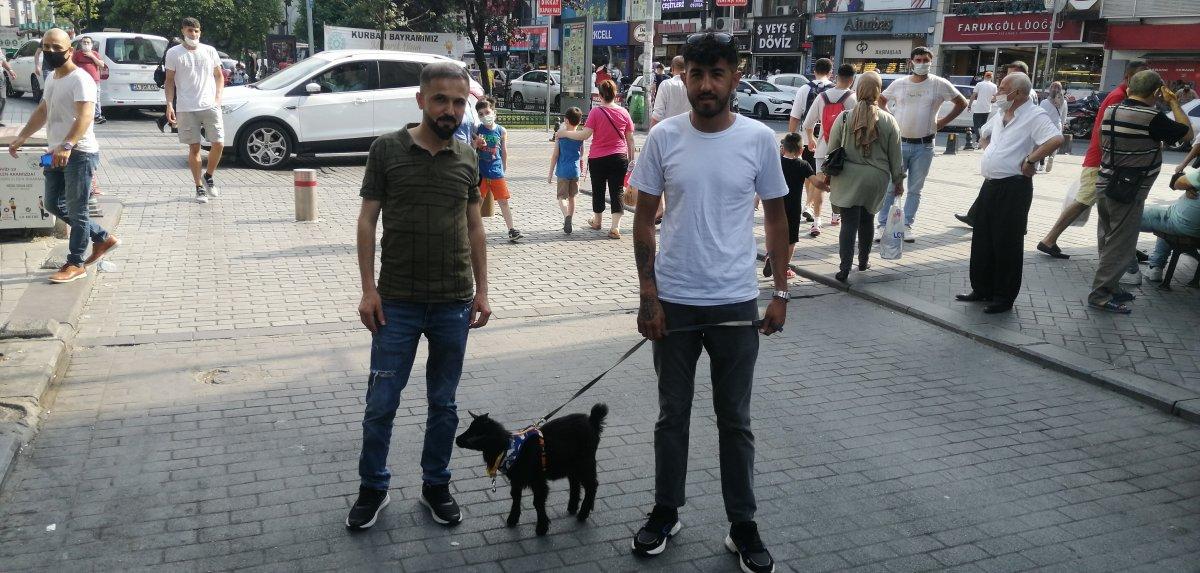 İstanbul'da sahiplendiği cüce keçiye bebek bezi giydirip gezdiriyor