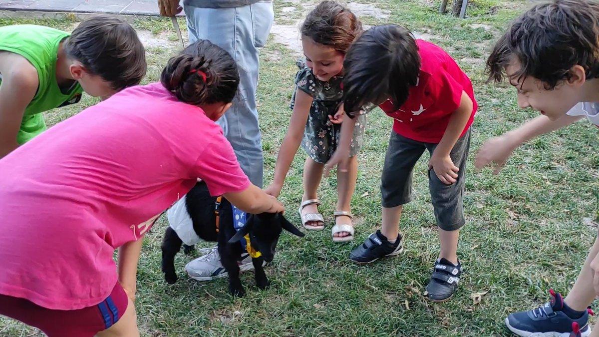 İstanbul'da sahiplendiği cüce keçiye bebek bezi giydirip gezdiriyor