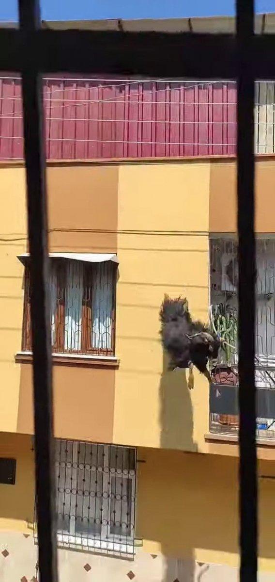 Adana'daki kurbanlık keçi, çatıdan atladı