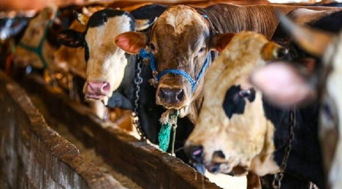 Satılamayan kurbanlıkları Et ve Süt Kurumu satın alacak