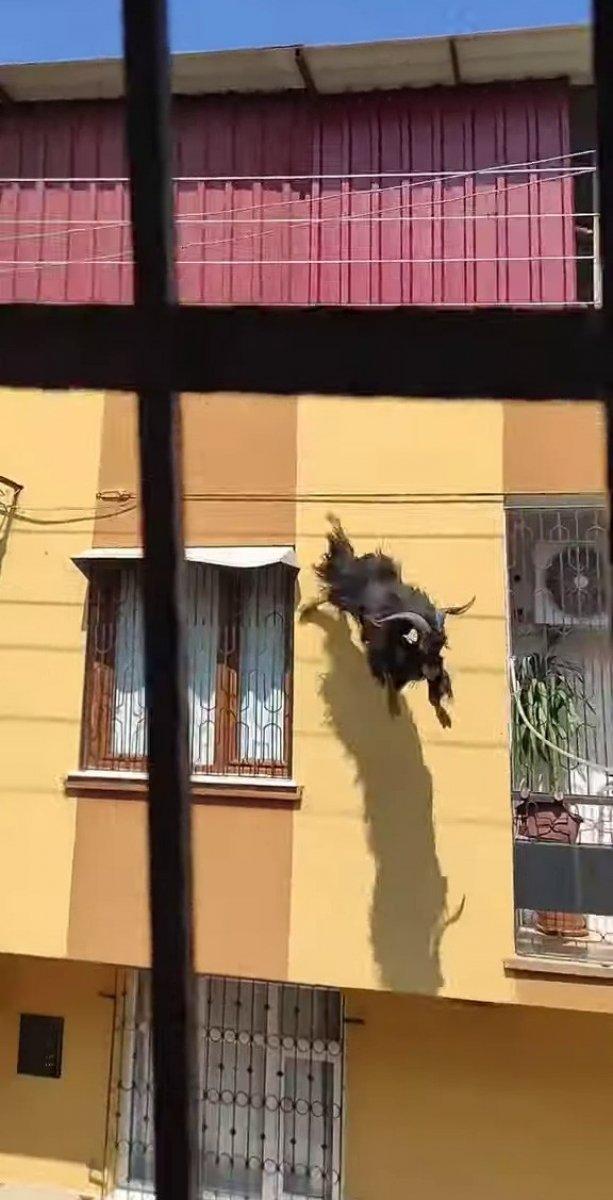 Adana'daki kurbanlık keçi, çatıdan atladı