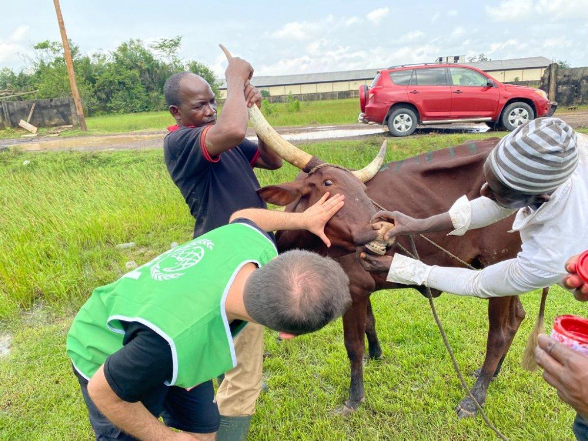 İHH’nın Kamerun’da Kurban Bayramı çalışmaları