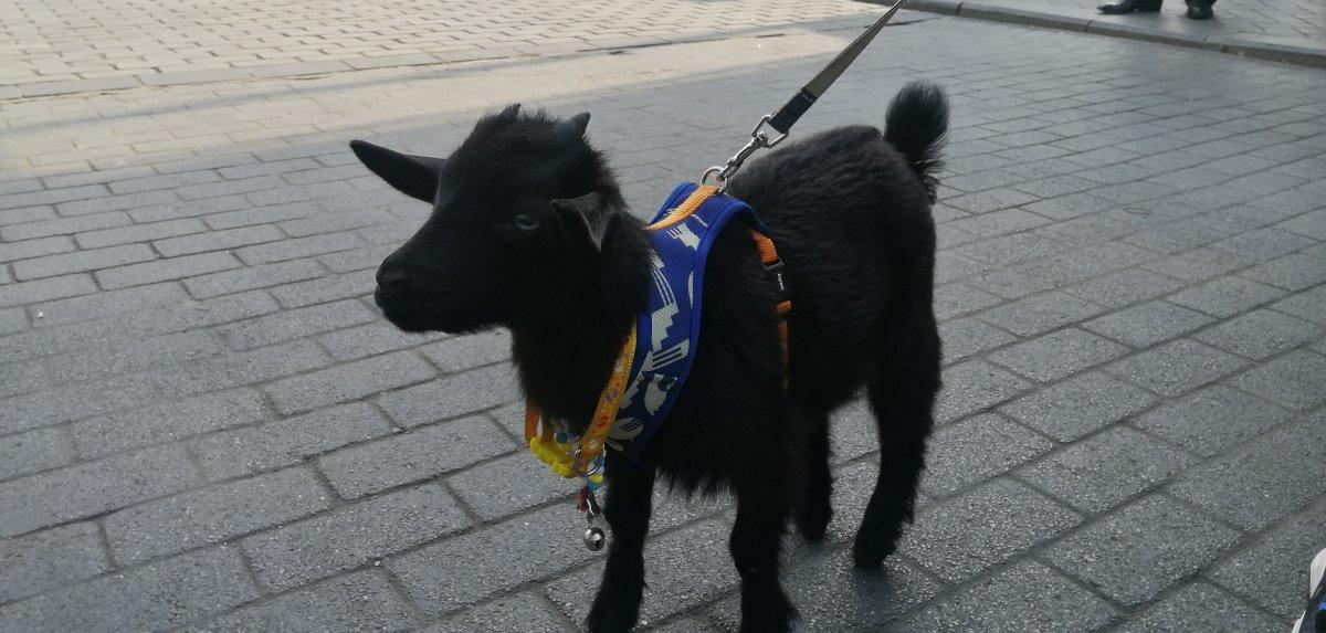 İstanbul'da sahiplendiği cüce keçiye bebek bezi giydirip gezdiriyor