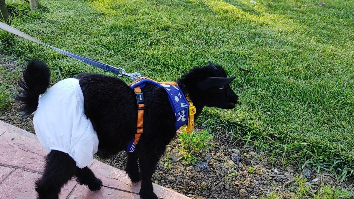 İstanbul'da sahiplendiği cüce keçiye bebek bezi giydirip gezdiriyor