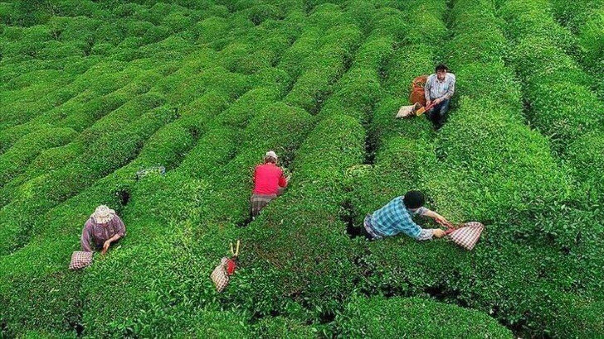 Yaş çay alımları yeniden başladı! Çaykur yaş çay alım fiyatları ne kadar?