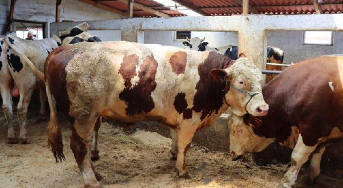 Satılamayan kurbanlıkları Et ve Süt Kurumu satın alacak