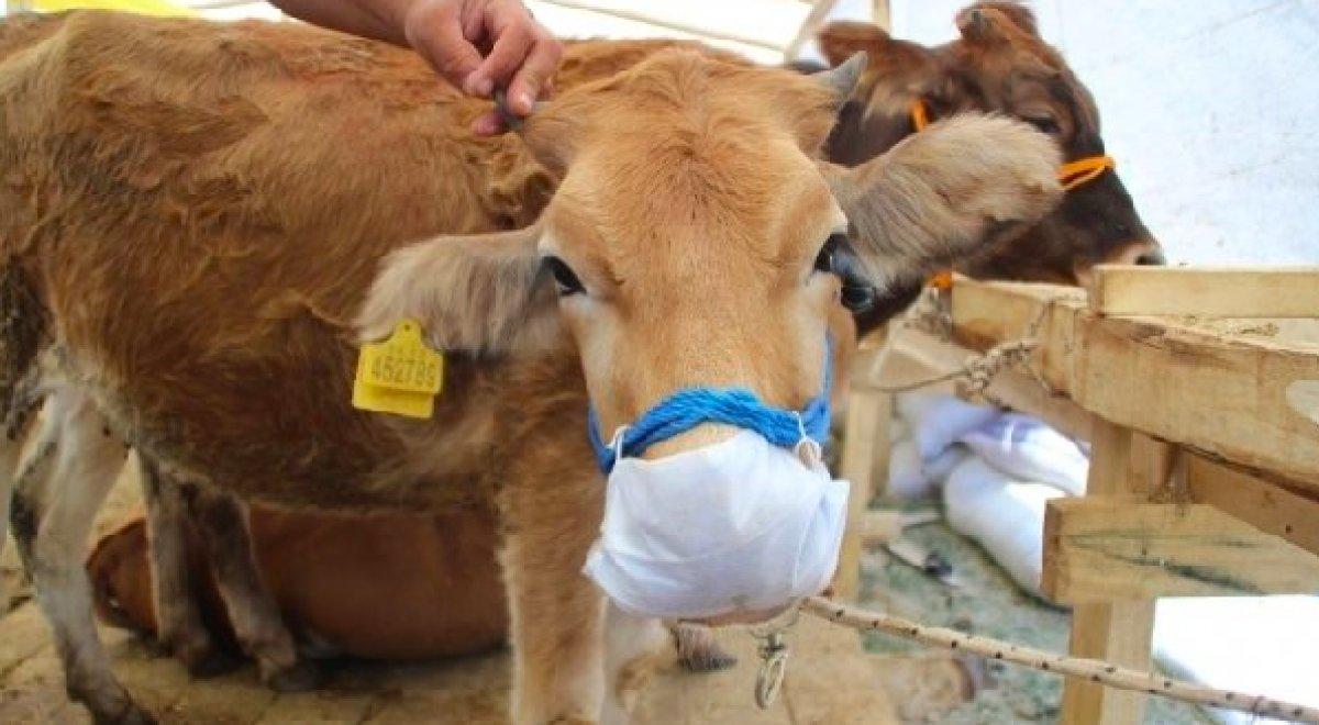 Satılamayan kurbanlıkları Et ve Süt Kurumu satın alacak