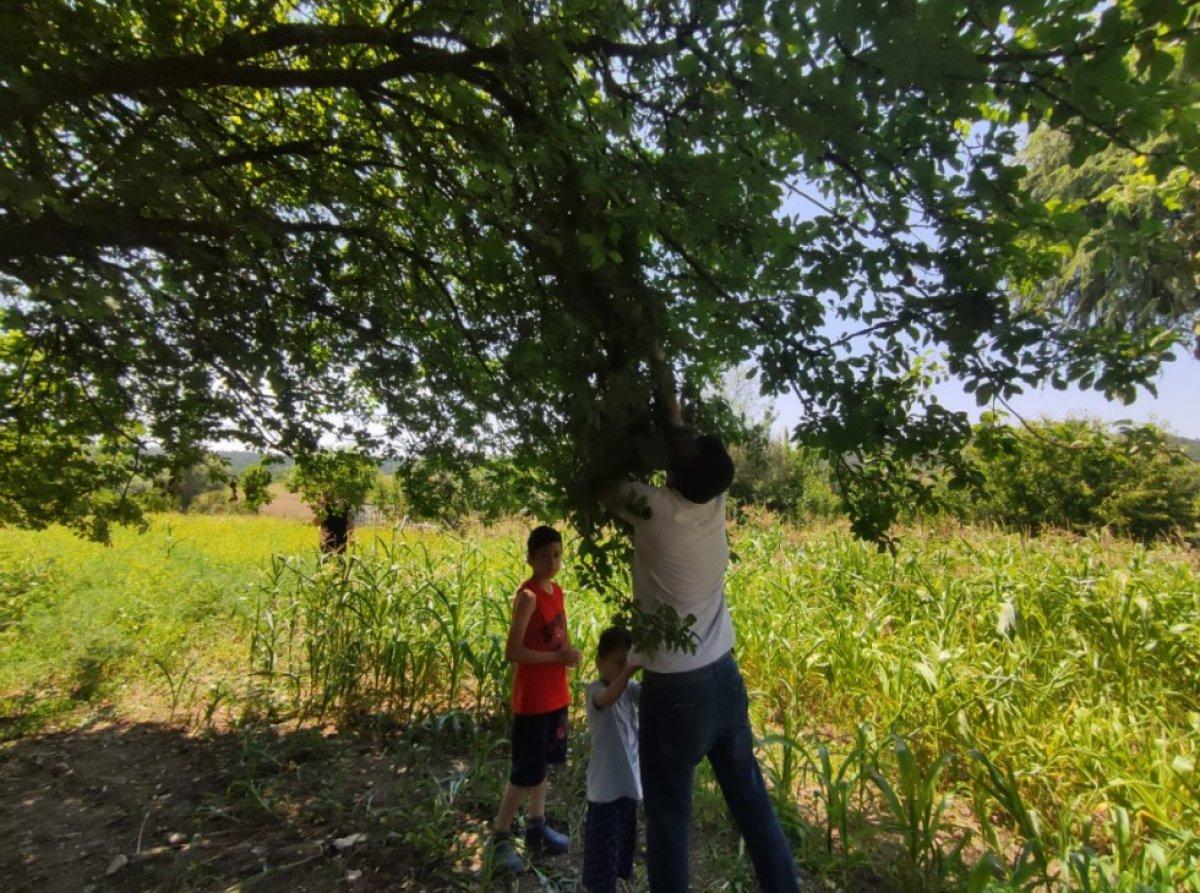 Bursa'da meyve ve sebzelerin bedava dağıtıldığı tarla