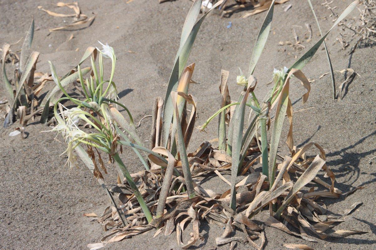 'Kum zambağı'nı koparmanın cezası 80 bin lira