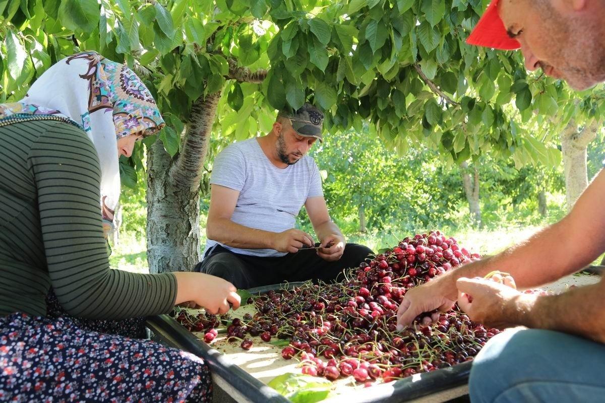 Geç kiraz hasadı üreticinin yüzünü güldürdü