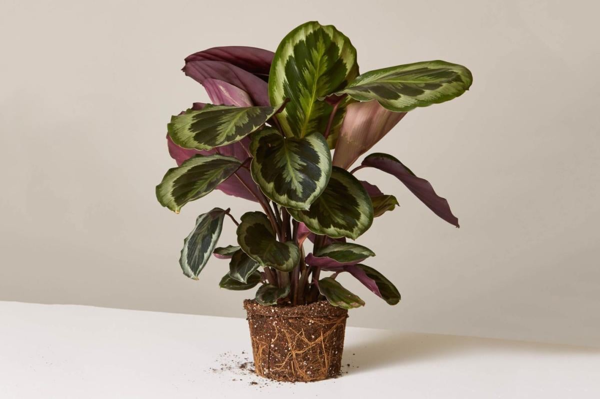 Evinizdeki nemi yok etmeye yarayan 10 bitki