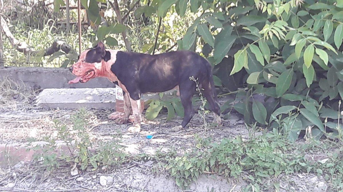 Sinop’ta pitbull, midilliye saldırdı