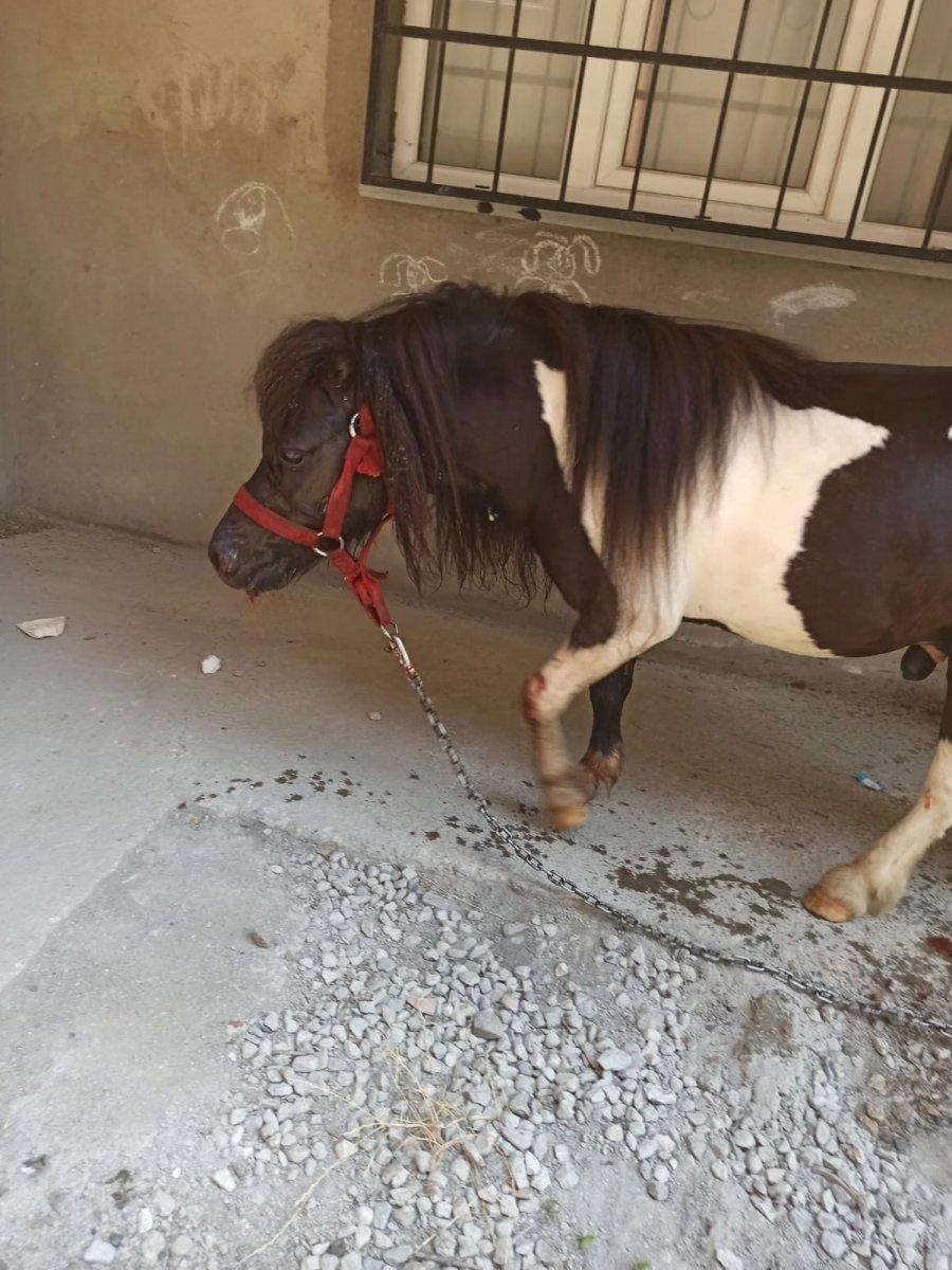 Sinop’ta pitbull, midilliye saldırdı