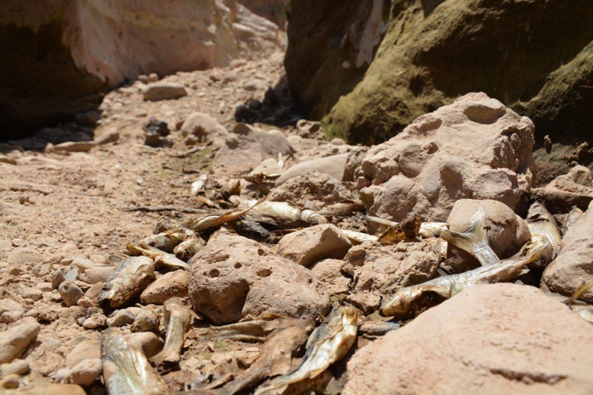 Şırnak’ta Bazamir Deresi kurudu