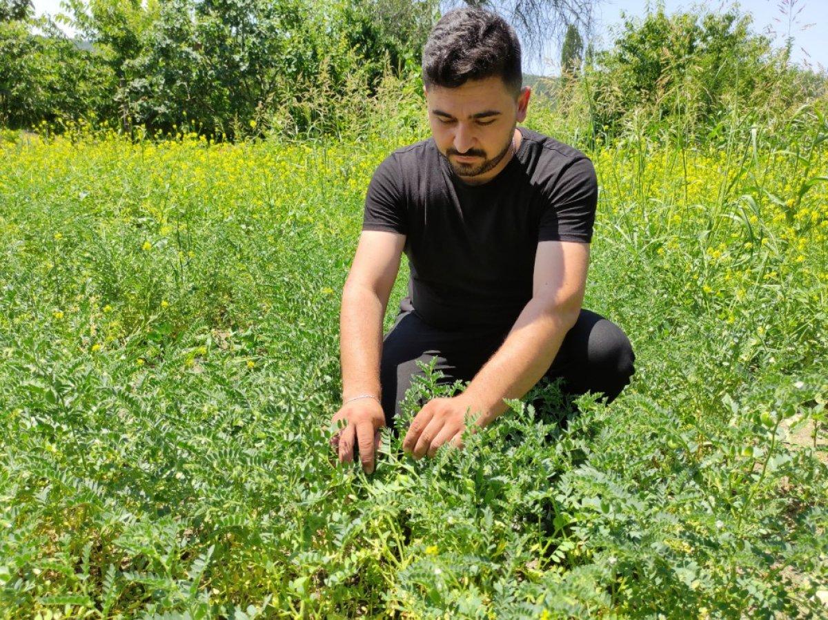 Bursa'da meyve ve sebzelerin bedava dağıtıldığı tarla