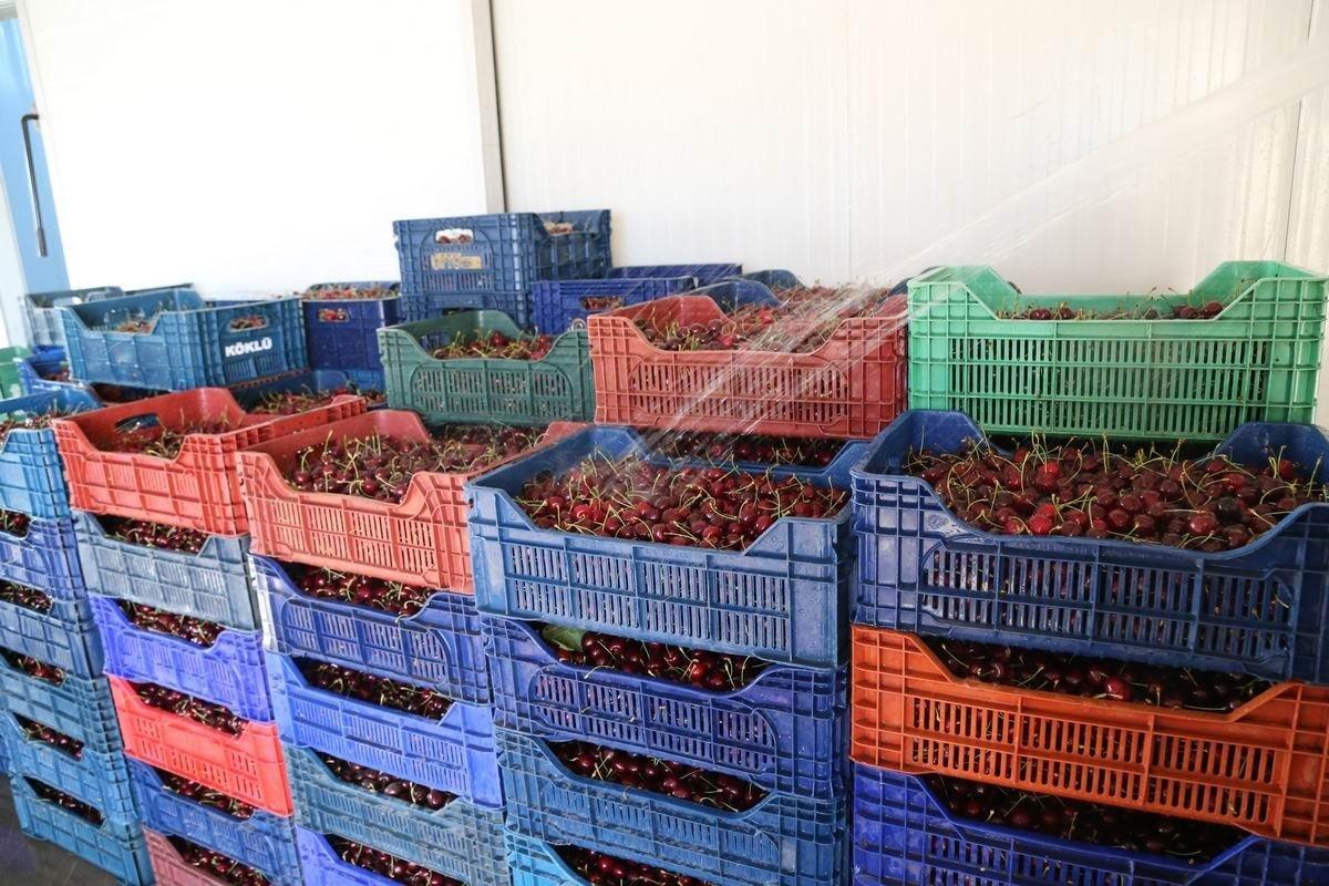 Geç kiraz hasadı üreticinin yüzünü güldürdü