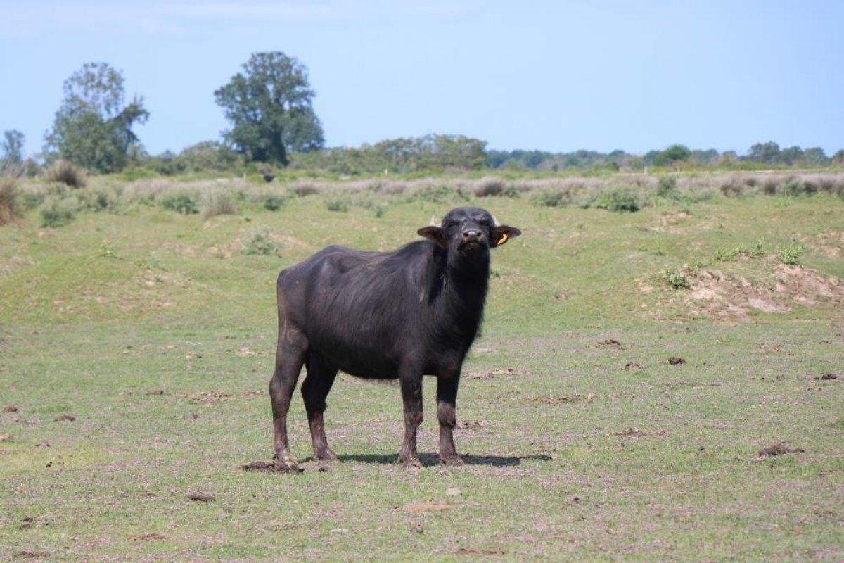 Türkiye'nin en çok mandası olan il: Samsun