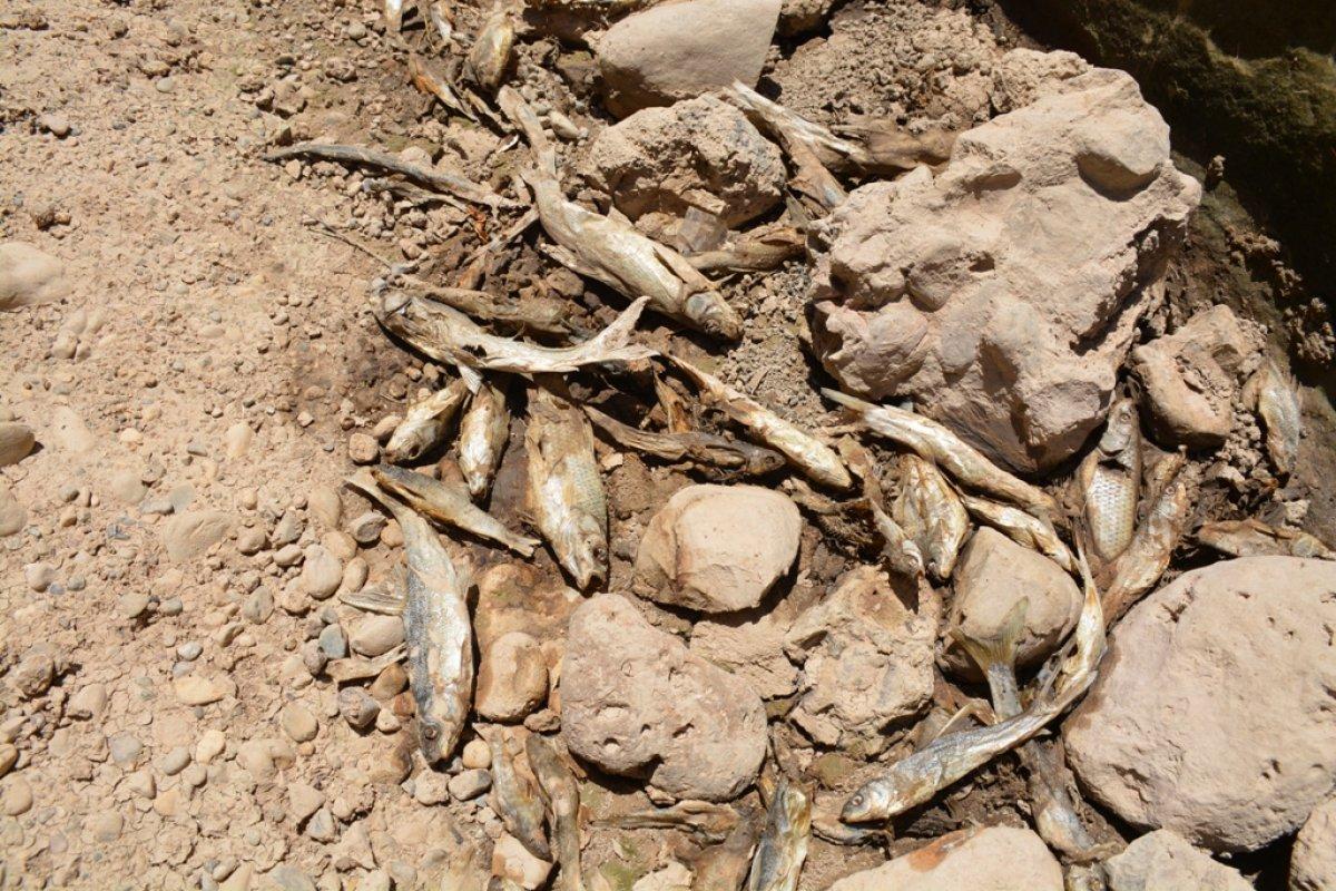 Şırnak’ta Bazamir Deresi kurudu