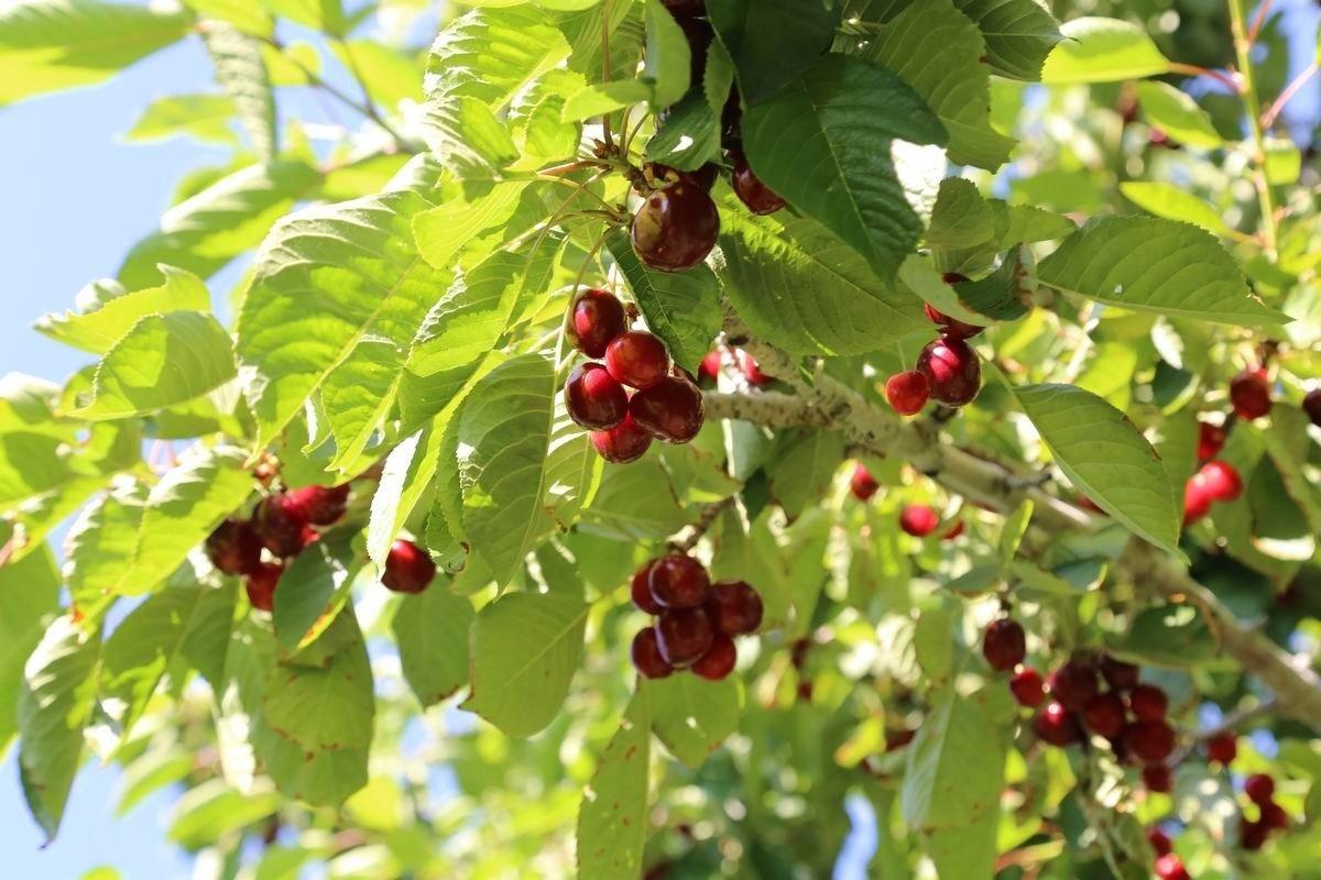 Geç kiraz hasadı üreticinin yüzünü güldürdü