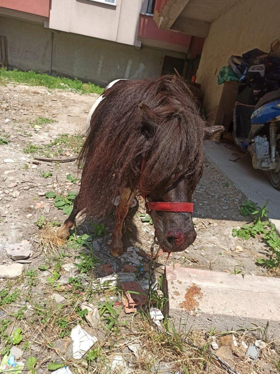 Sinop’ta pitbull, midilliye saldırdı