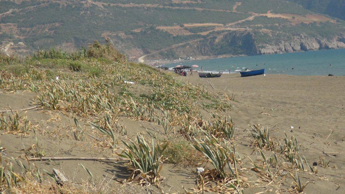 'Kum zambağı'nı koparmanın cezası 80 bin lira