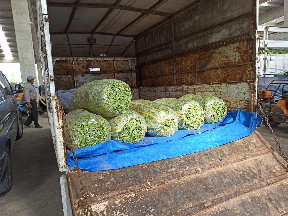 Fasulye üreticisi fiyatların düşmesine üzgün